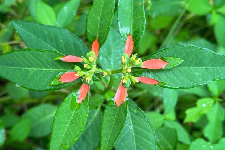 Our favorite festive native wildflowers!