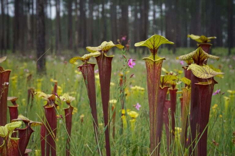 WEBINAR — Restoring Critical Habitat for Wildflowers and Wildlife in Florida’s Panhandle