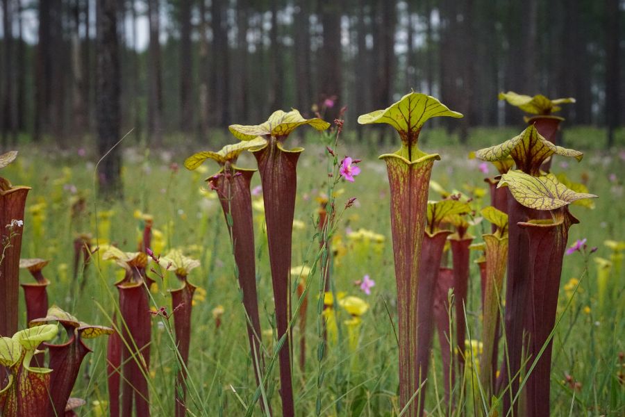 Yellow pitcherplant (Sarracenia flava var. rubricorpora) by Emily Bell