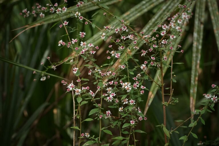 Calico aster