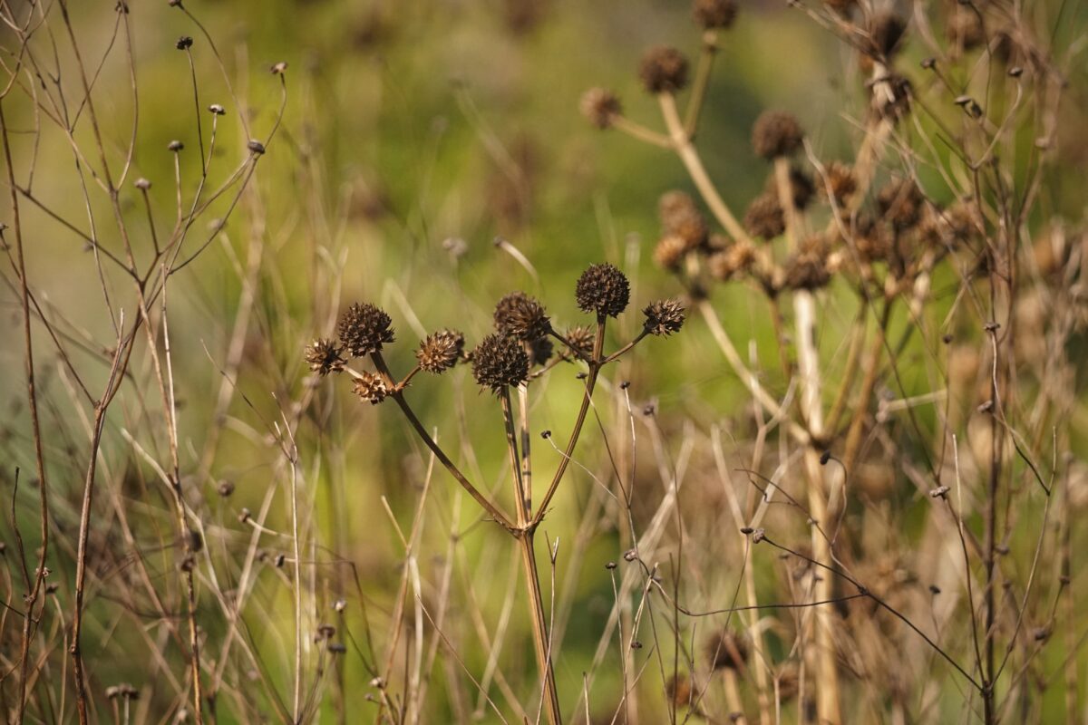 Florida's Native Wildflowers Florida Wildflower Foundation