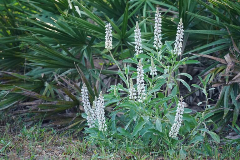 Genetic research reveals rich diversity of lupines in Florida!