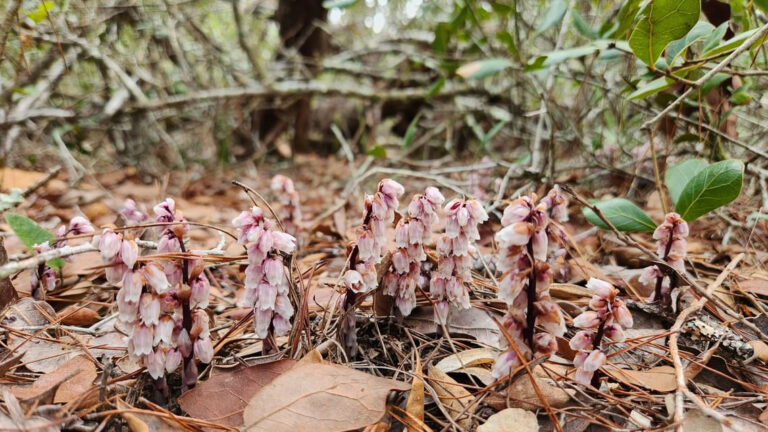 Pygmy pipes