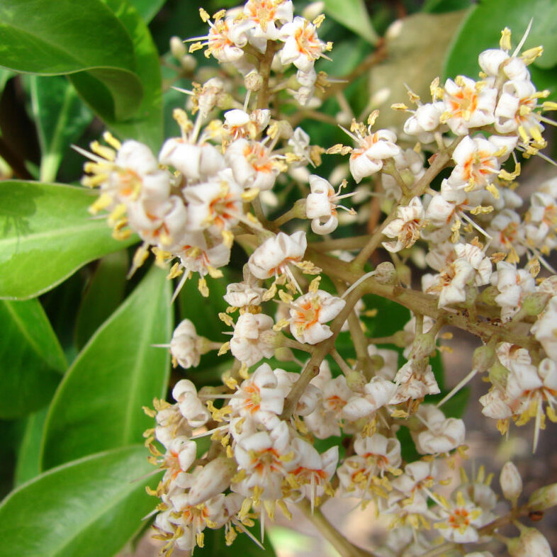 Marlberry, Ardisia escallonidides