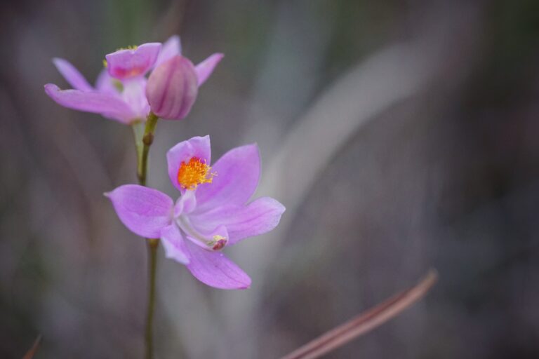 Bearded grasspink