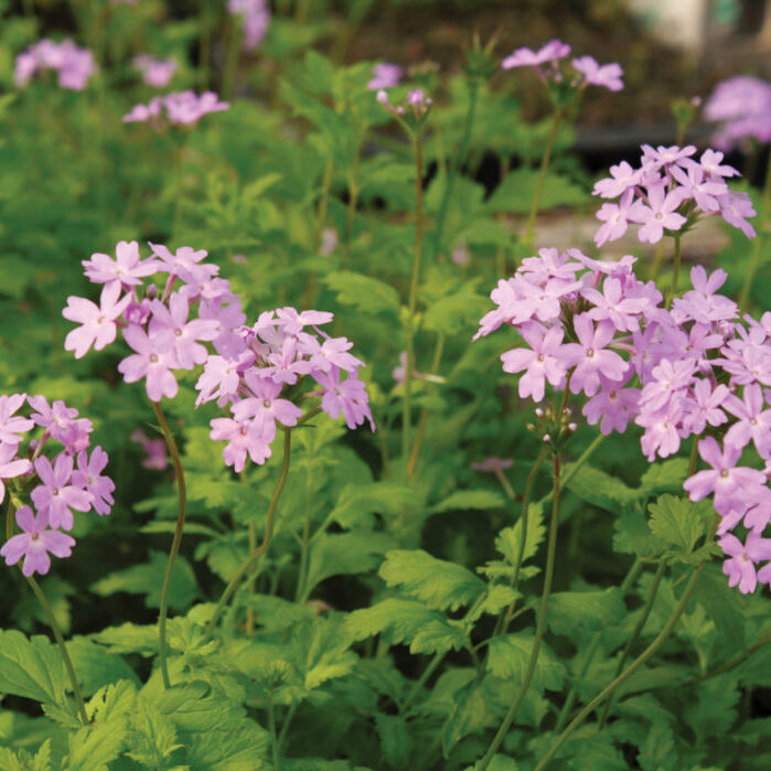 Beach verbena, Glandularia marítima