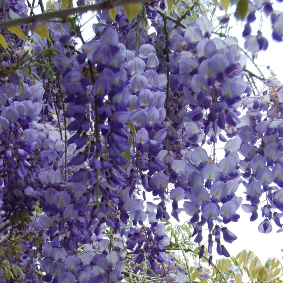 Chinese wisteria, Wisteria sinensis