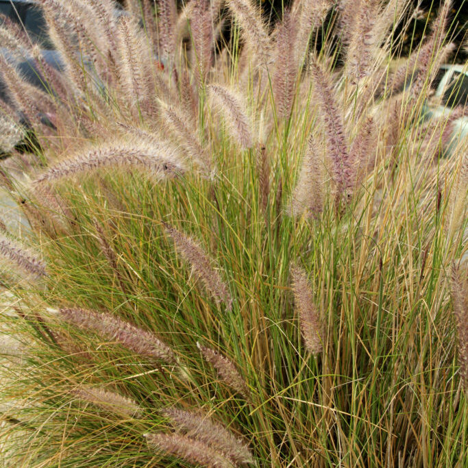 Green fountain grass, Pennisetum setaceum