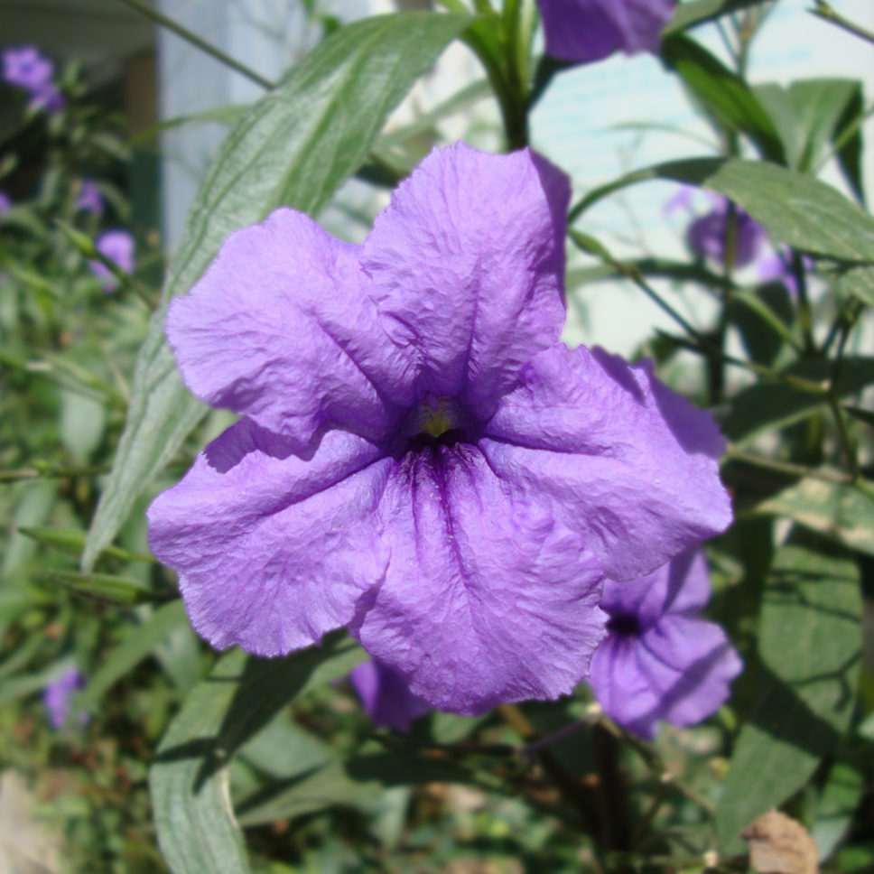 Mexican petunia