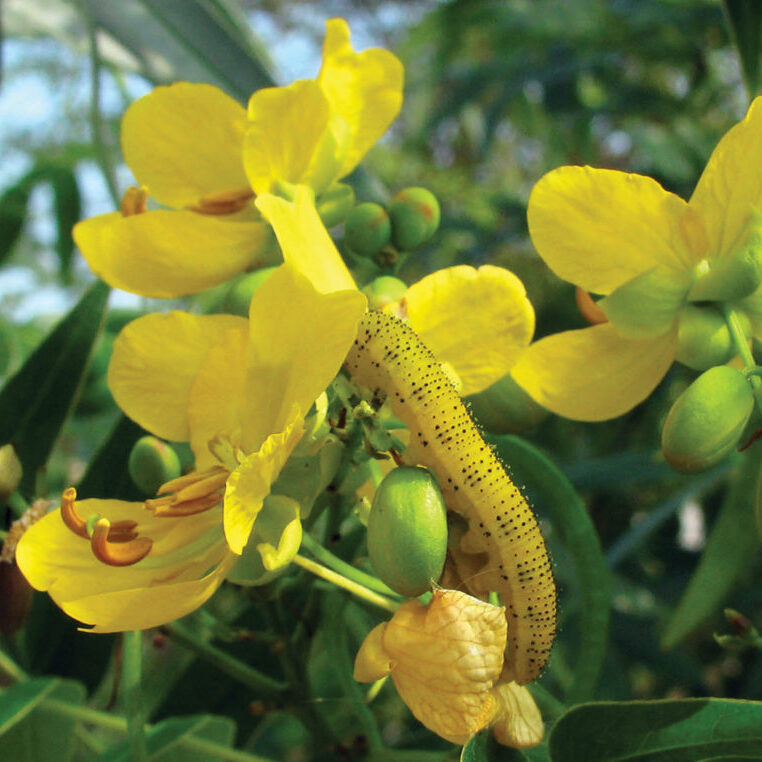 Cloudless sulphur caterpillar on Privet senna, Senna ligustrina