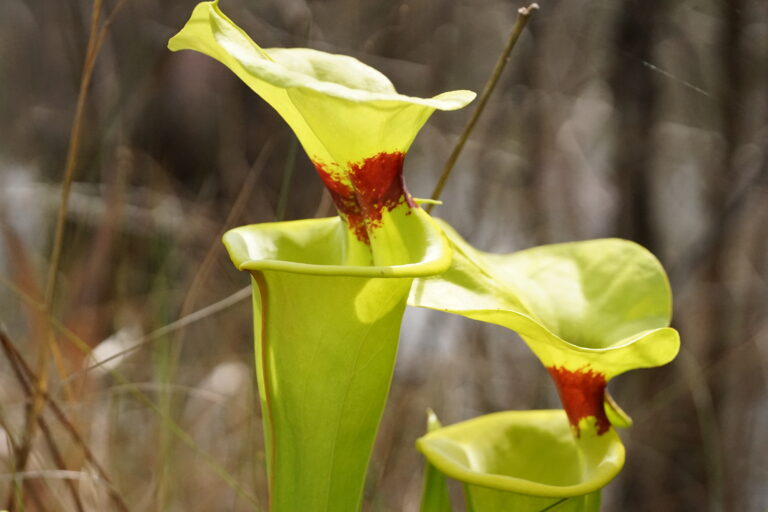 Yellow pitcherplant