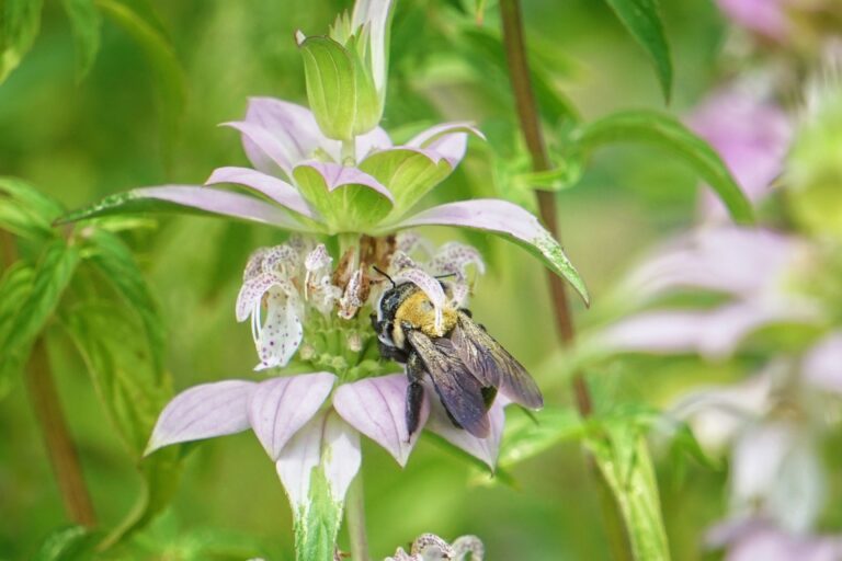 Cultivating Knowledge and Beauty: Seedlings for Schools Applications Open March 1