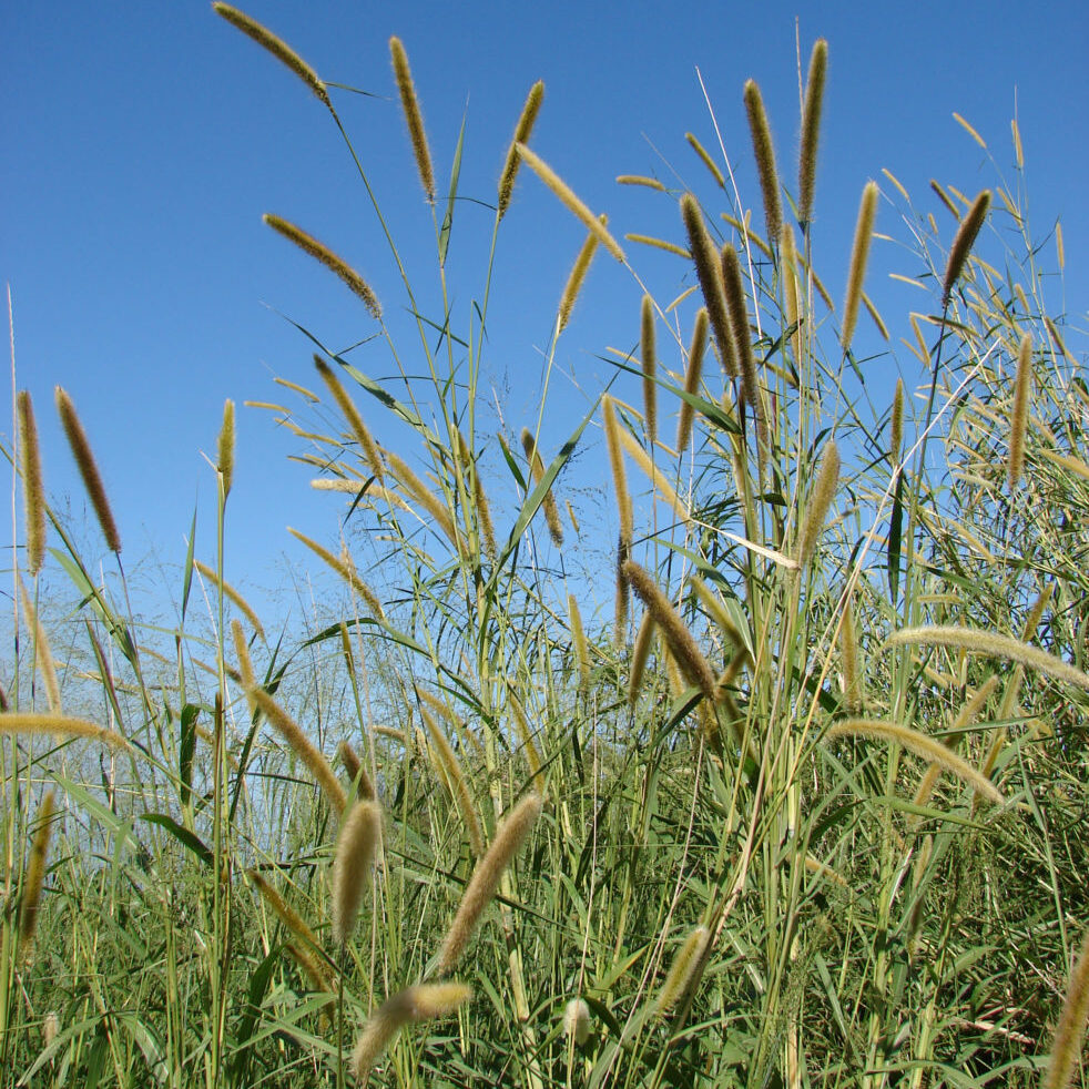 Purple fountain grass, Pennisetum purpureum