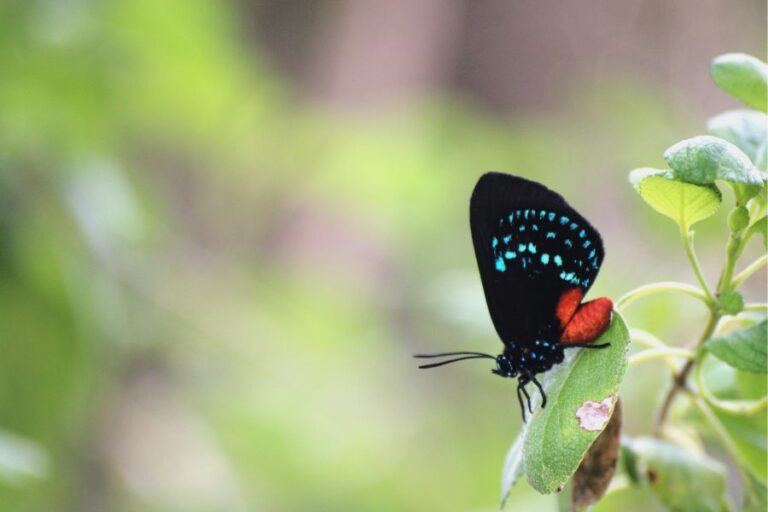 WEBINAR — From Bunkers to Butterflies: Conservation of South Florida’s Lepidoptera at Zoo Miami’s Butterfly Lab