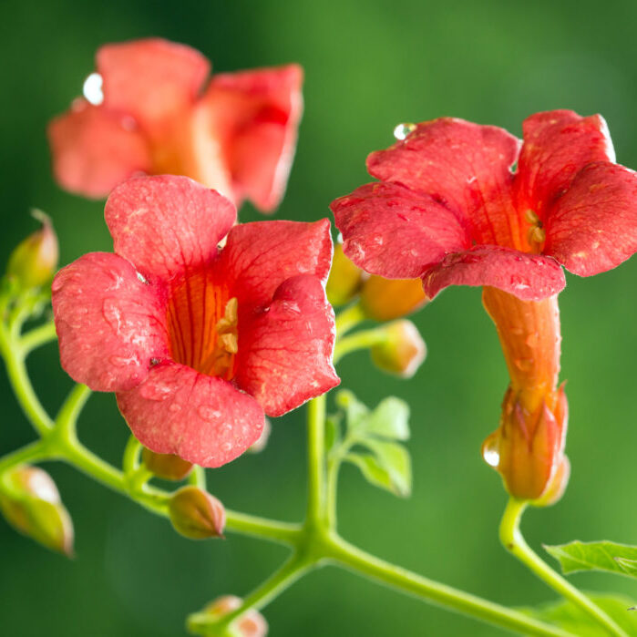 Trumpet creeper, Campsis radicans