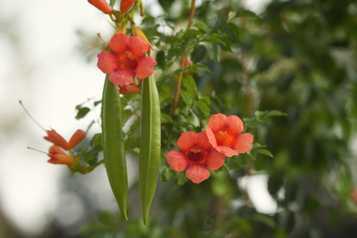 Reddish-orange Trumpet creeper flowers with green dangling seed pods.