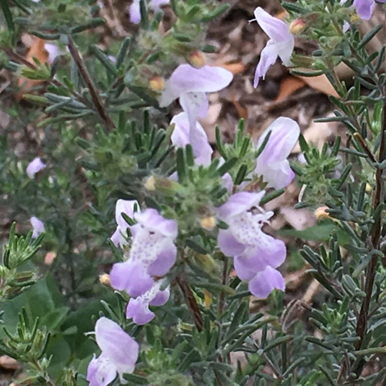 False rosemary