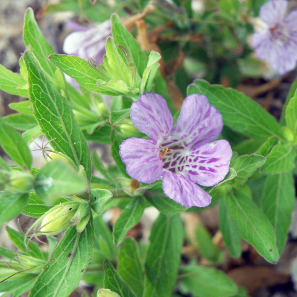 Oblongleaf twinflower