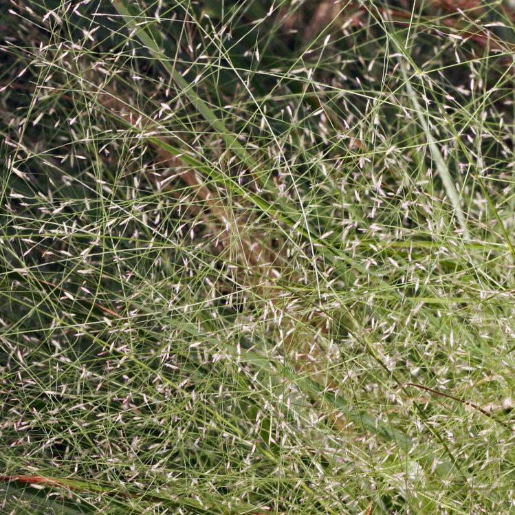 Elliott's lovegrass, Eragrostis elliottii