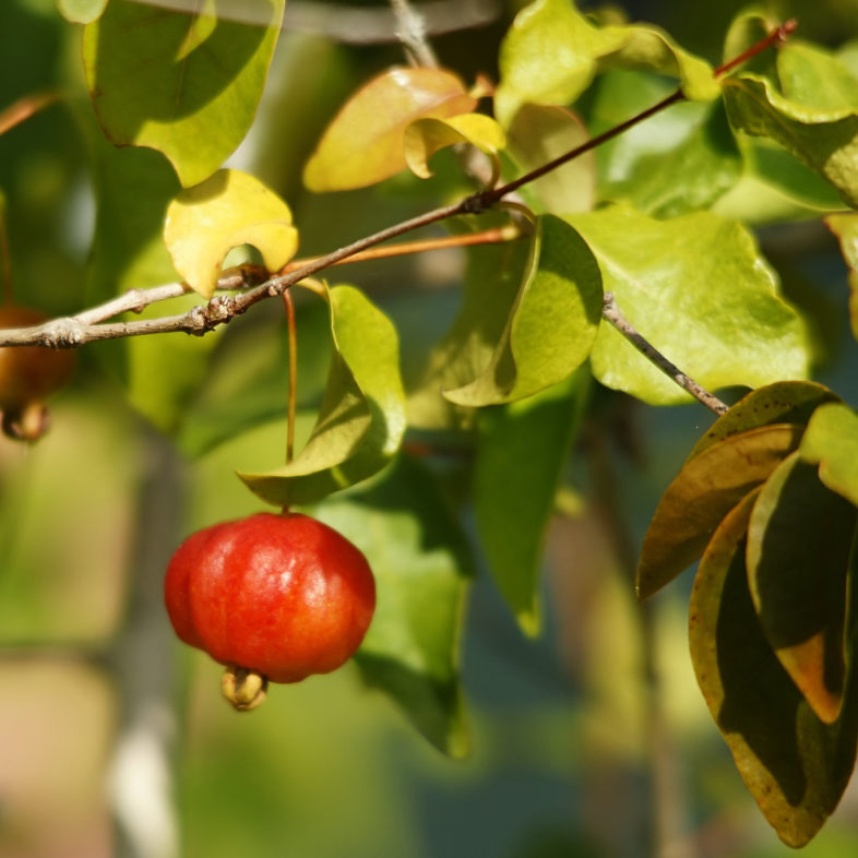 Surinam cherry, Eugenia uniflora