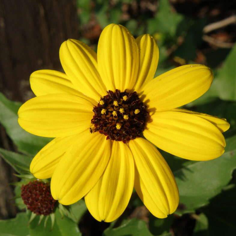 Dune sunflower bloom