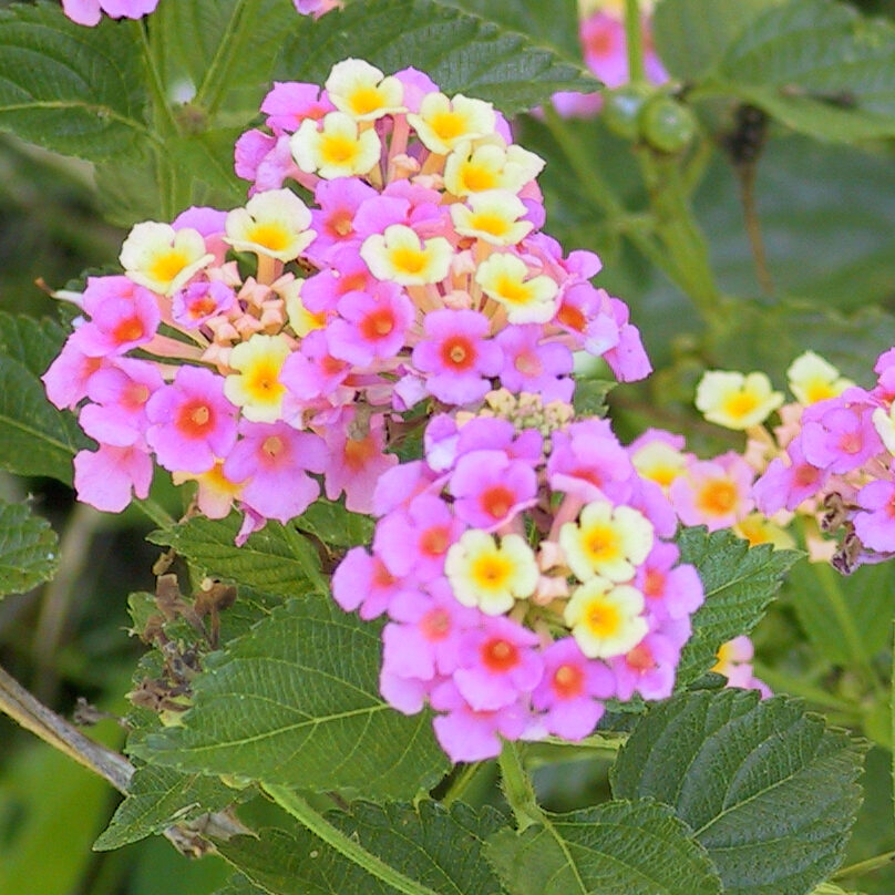 Lantana camara