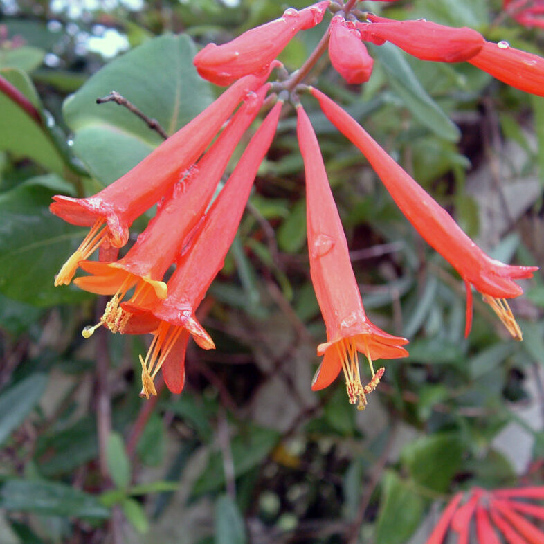 Coral honeysuckle flowers