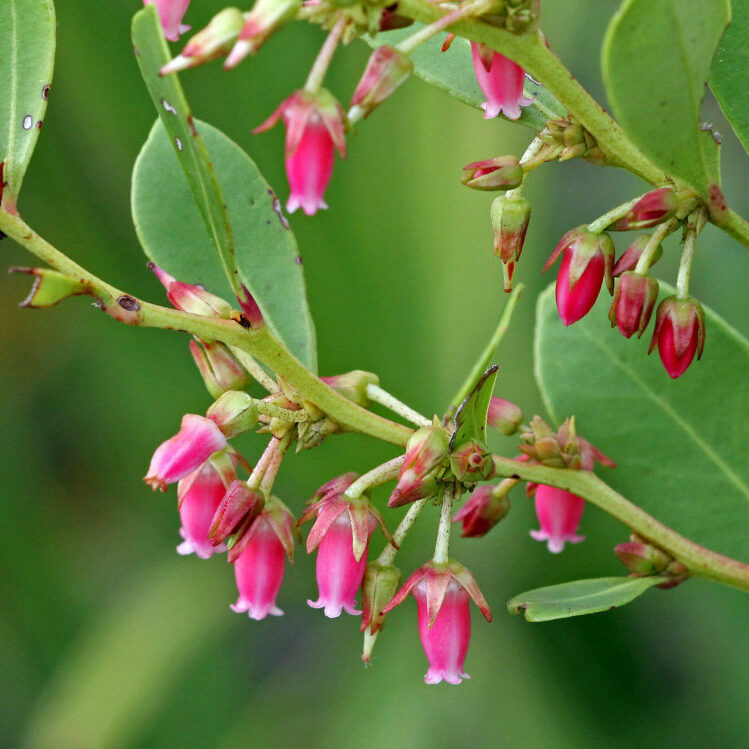 Fetterbush, Lyonia lucida