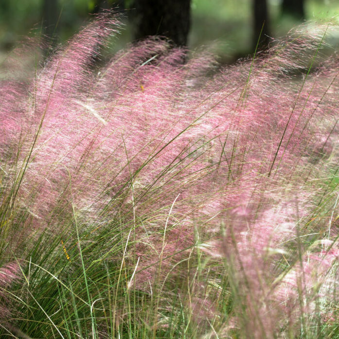 Hairyawn muhlygrass