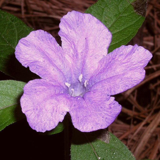 Wild petunia