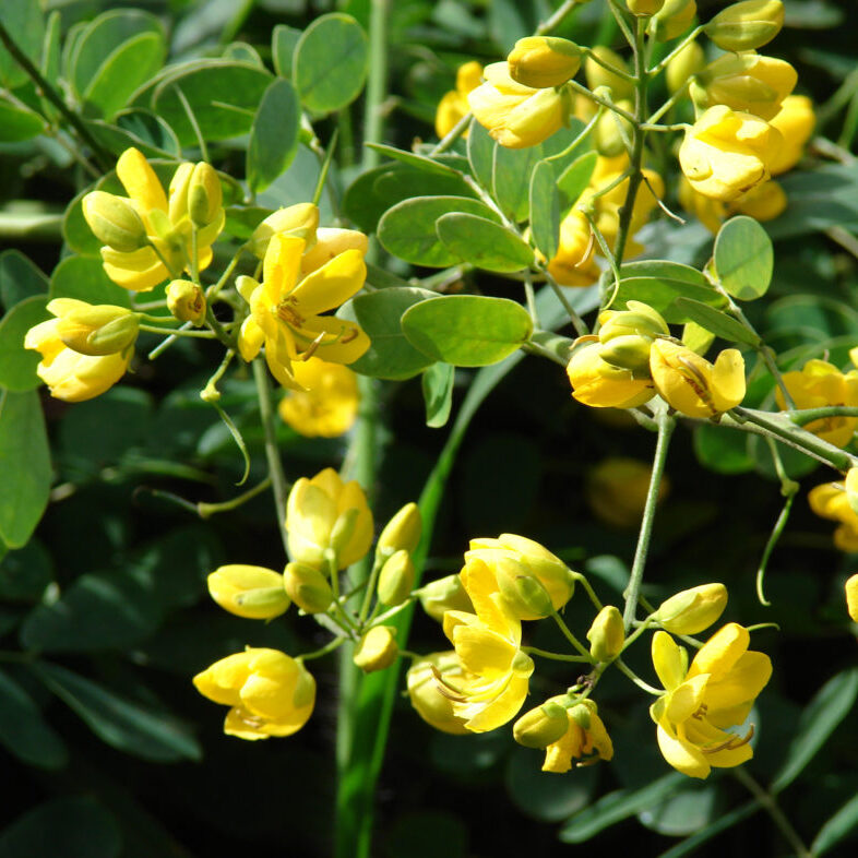 Climbing cassia, Senna pendula var. glabra