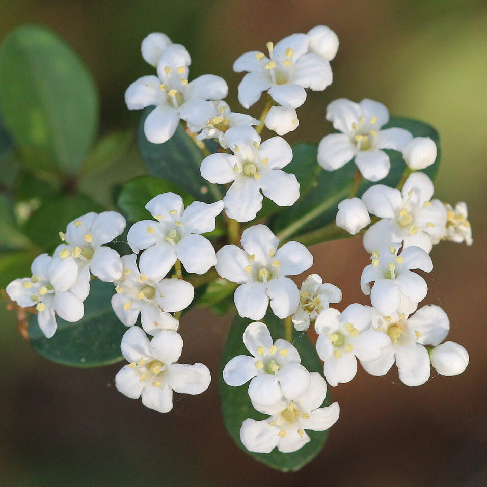 Walter's viburnum flower