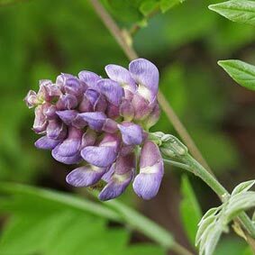 American wisteria flowers