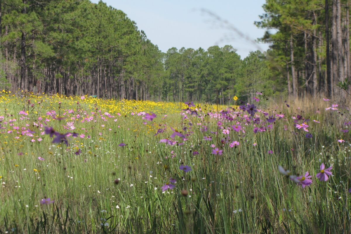 Yellow Lanceleaf tickseed and pink Swamp tickseed blooming abundantly on a roadside.