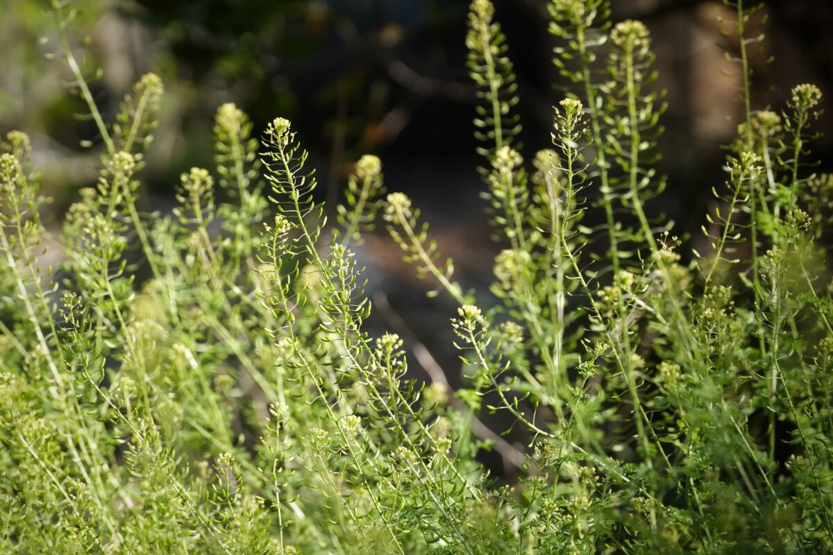 Virginia pepperweed bottlebrush-like structure.