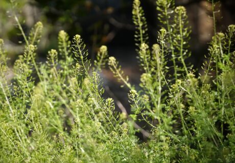 Virginia pepperweed bottlebrush-like structure.