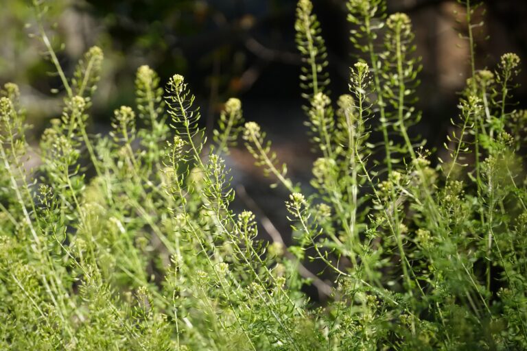 Virginia pepperweed bottlebrush-like structure.