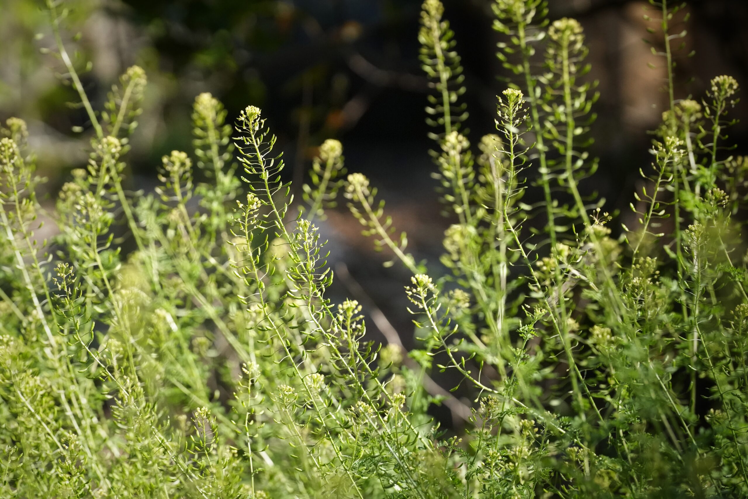 Virginia pepperweed bottlebrush-like structure.