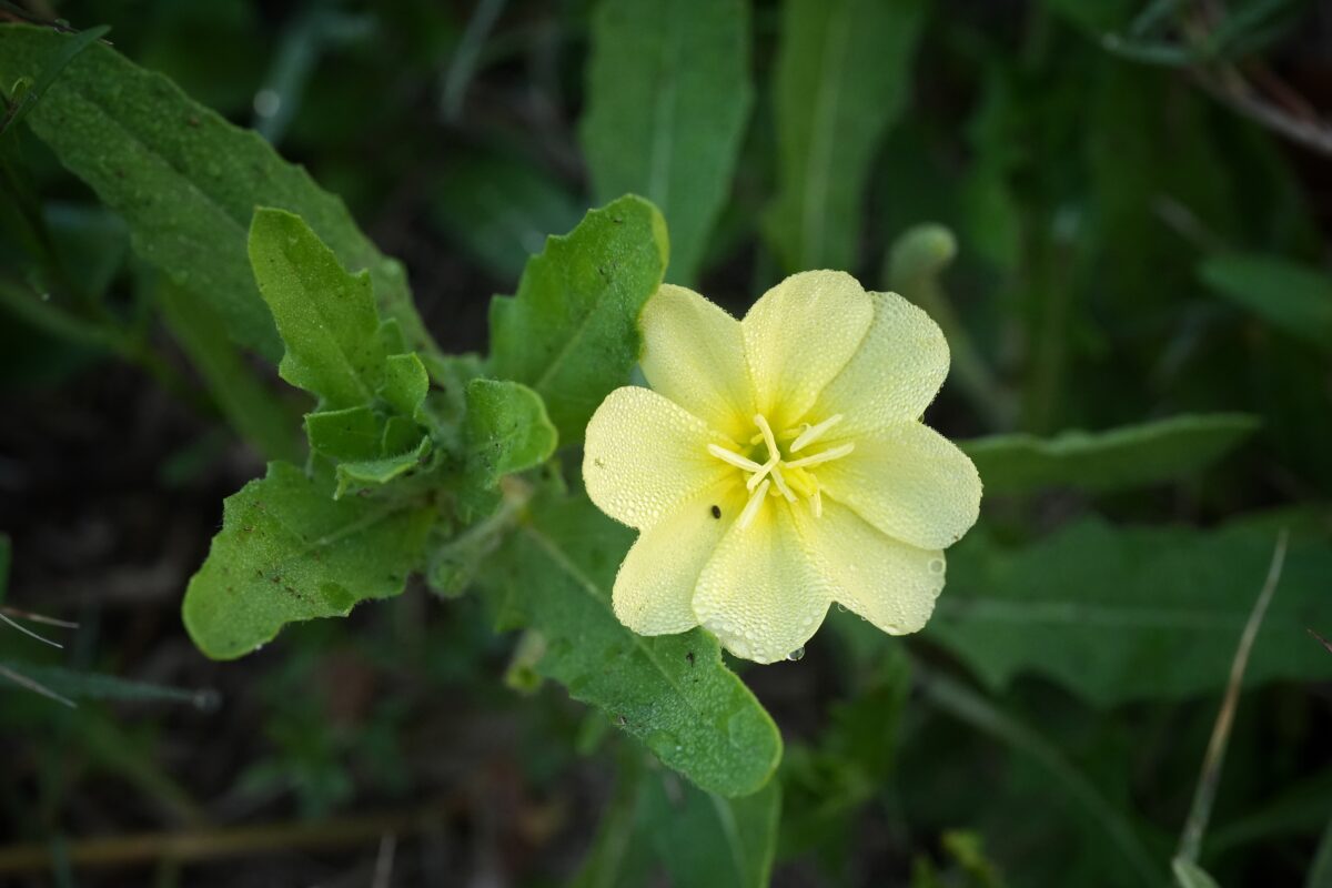 Dew-laden pale yellow Cutleaf evening primrose flower.