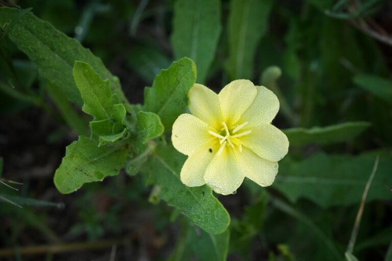 Spring “weeds” are for the bees!