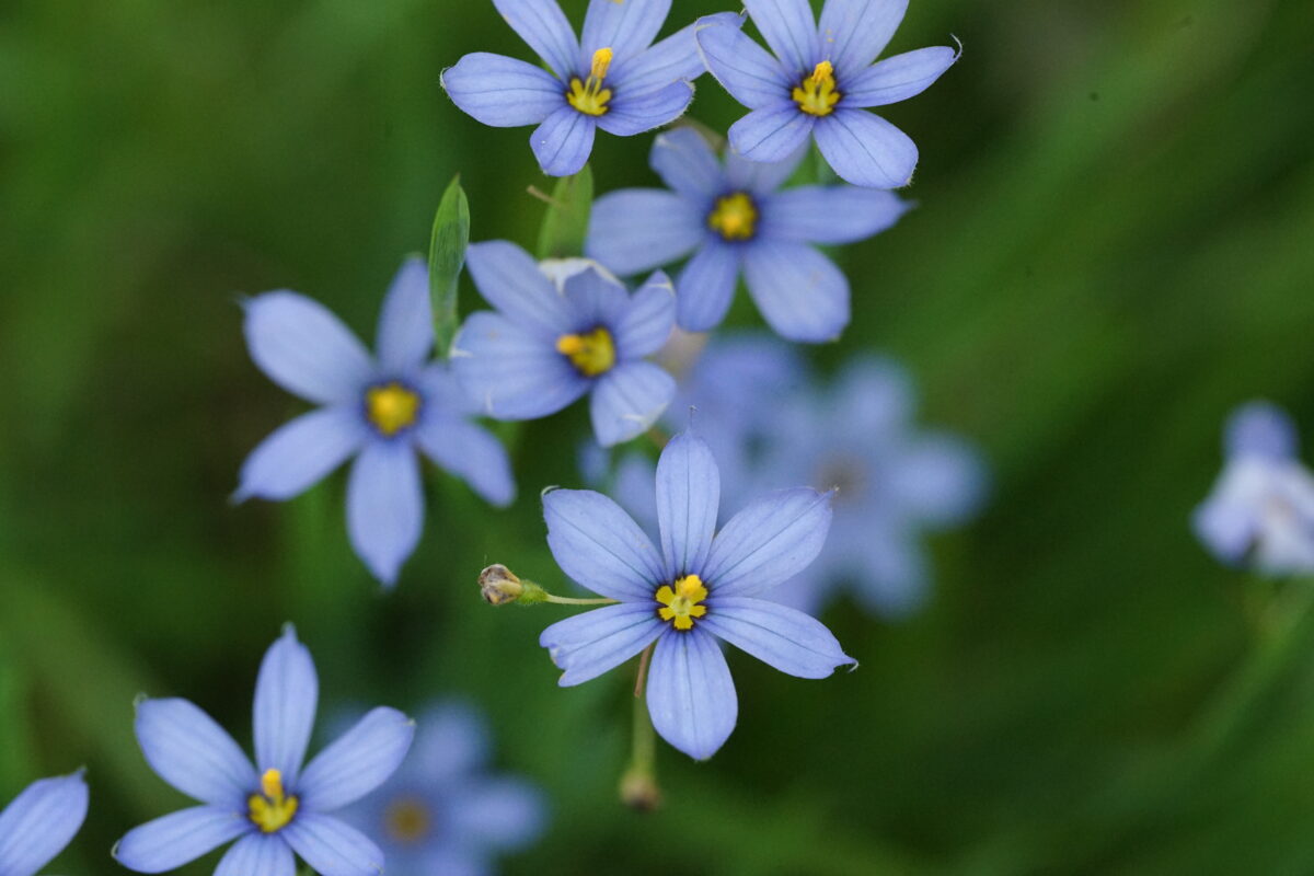 Blue-eyed grass in bloom. Small light blue flowers with bright yellow centers.