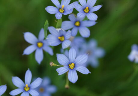 Blue-eyed grass in bloom. Small light blue flowers with bright yellow centers.
