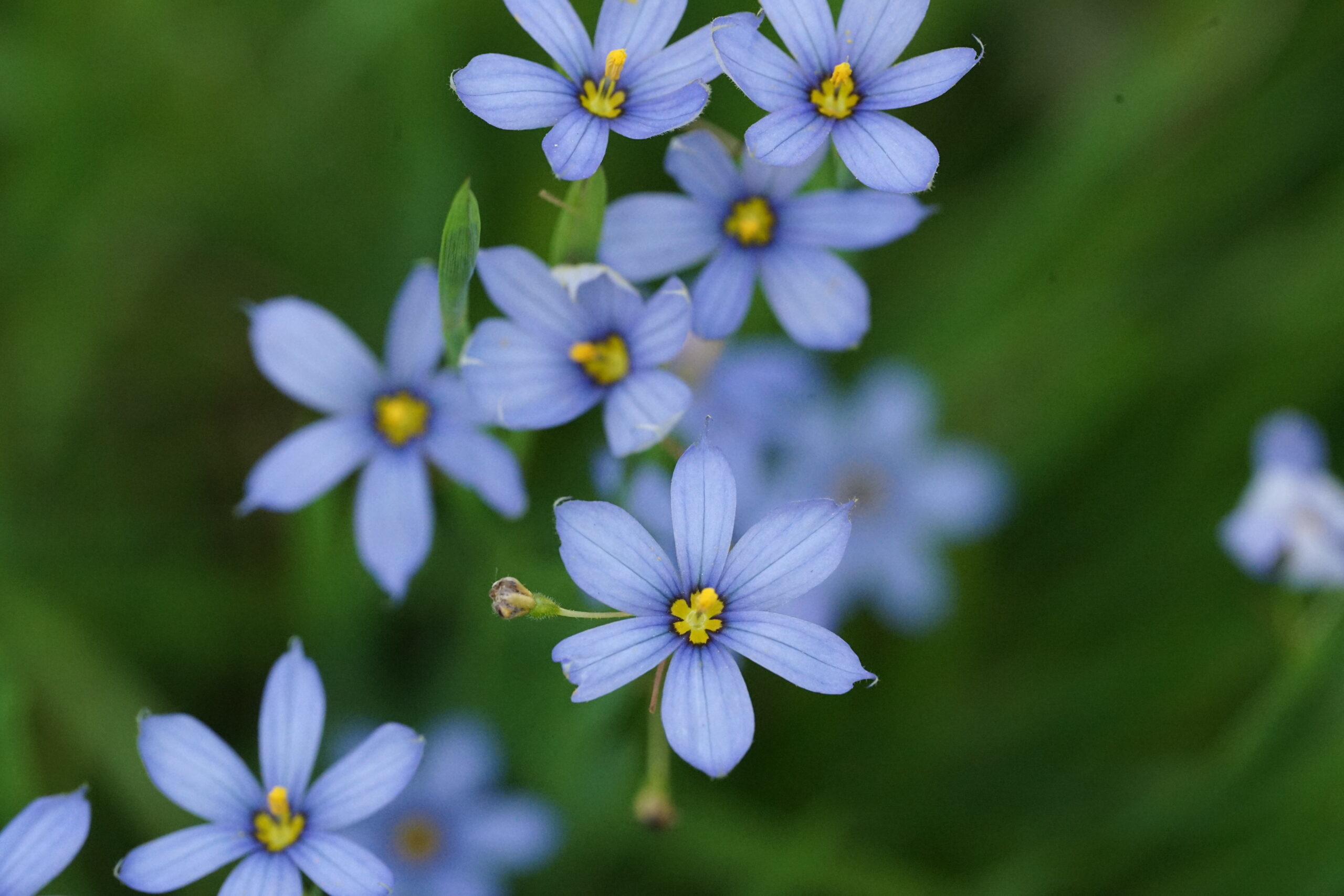 Blue-eyed grass in bloom. Small light blue flowers with bright yellow centers.