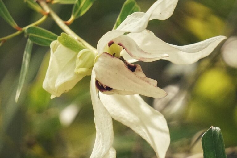 Slimleaf pawpaw