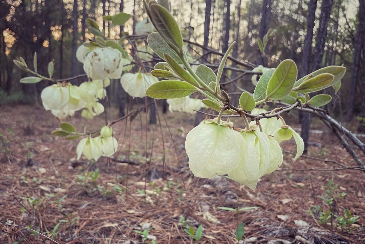 Wooly pawpaw blooming in a pine flatwood.