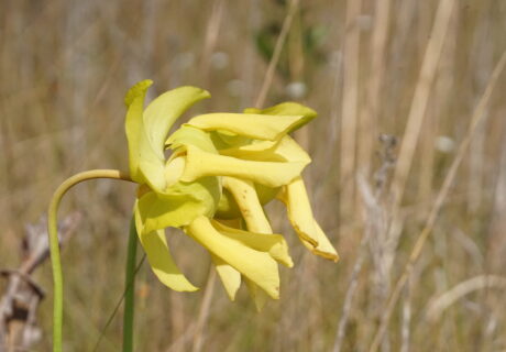 Yellow pitcher plant (Sarracenia flava) flowers by Emily Bell