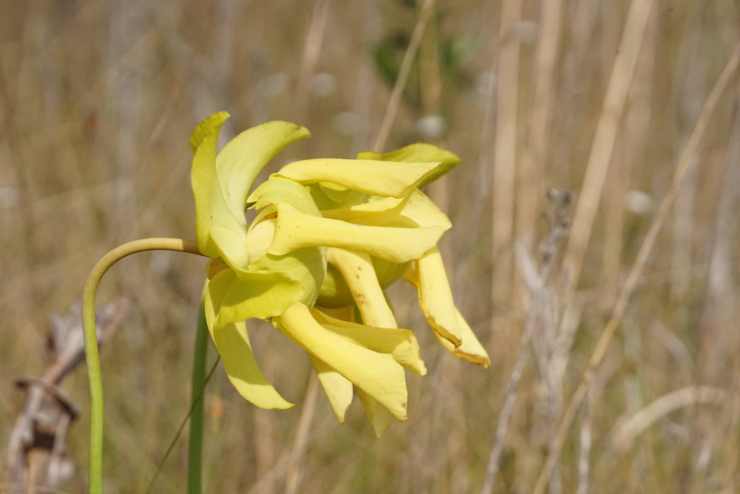 Yellow pitcher plant (Sarracenia flava) flowers by Emily Bell