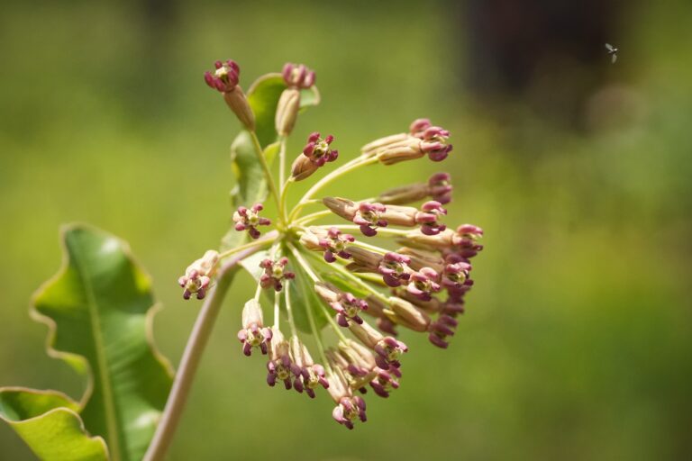 Clasping milkweed