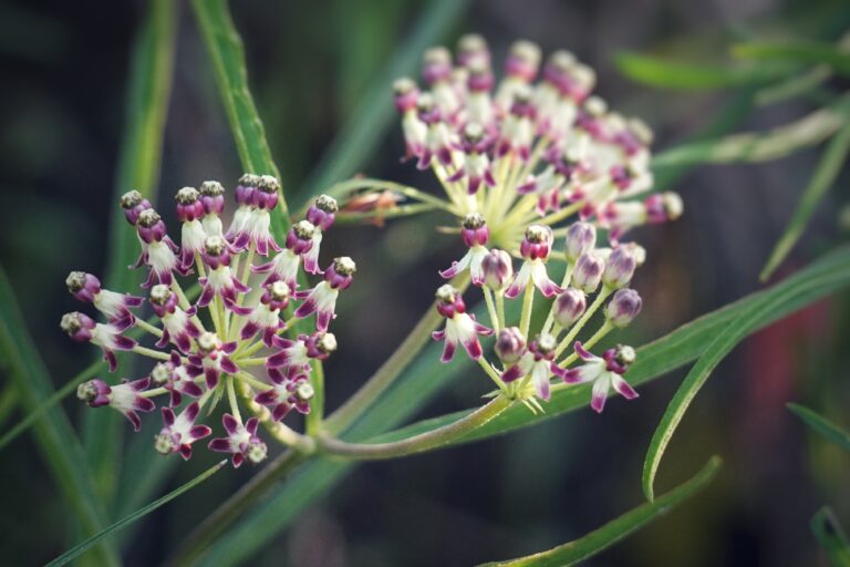 Longleaf milkweed