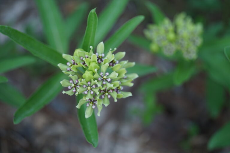 Green antelopehorn in flower.